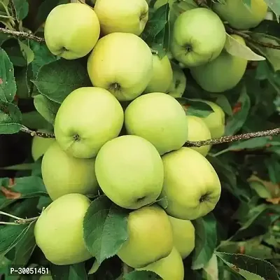 Fulmala Nursery Apple Plant-thumb0