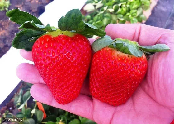 Fulmala Nursery Hybrid Strawberry Plant[FM1002]