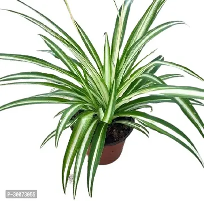 Fulmala Nursery Spider Plant-thumb0