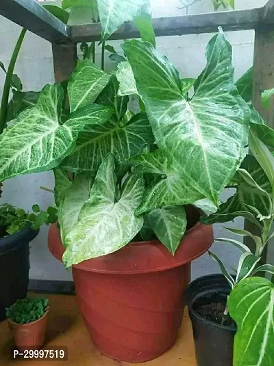 Fulmala Nursery Syngonium Plant