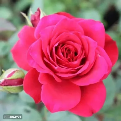 Fulmala Nursery Rose Plant -As87-thumb0