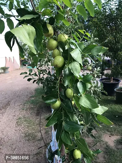 Fulmala Nursery Apple Plant