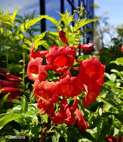 Fulmala Nursery Tecoma Plant