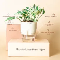 Fulama Nursery HybridMoney Plant[FM1713]-thumb1