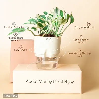 Fulama Nursery HybridMoney Plant[FM1713]-thumb2