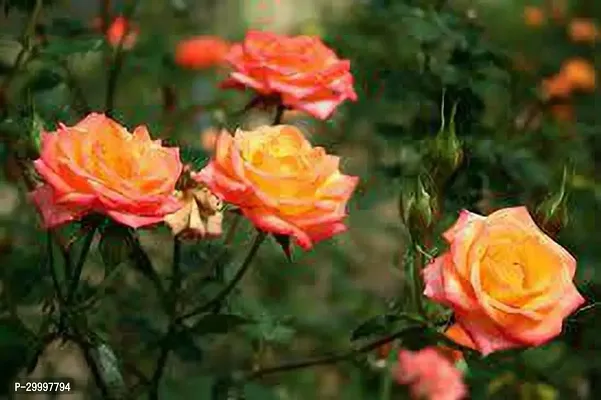 Fulmala Nursery  Rose Plant