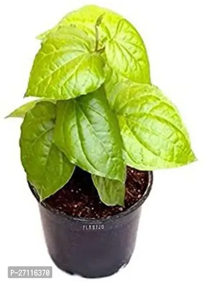 Fulmala Nursery Hybrid Betel Leaf Plant[FM1036]