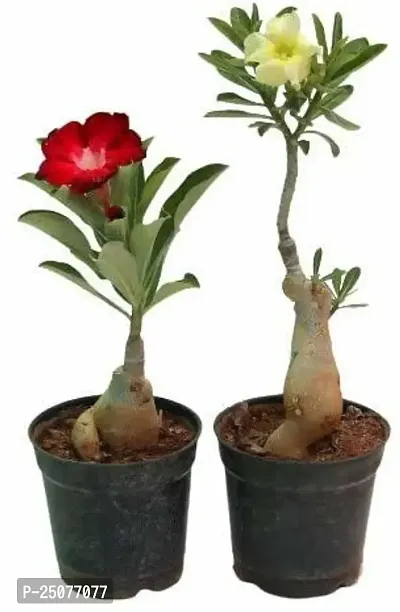 Adenium Plant Esey To Grow No Nead To Extra Care Hybrid Plant For Yor Garden And your Home-thumb0