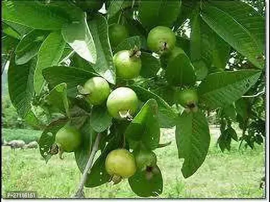 Fulmala Nursery Hybrid Guava Plant[FM821]-thumb0