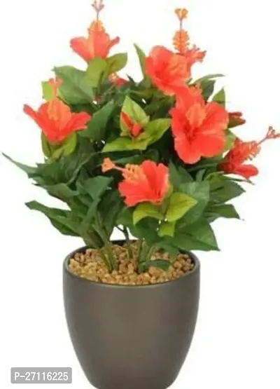 Fulmala Nursery Hybrid Hibiscus Plant[FM894]-thumb0