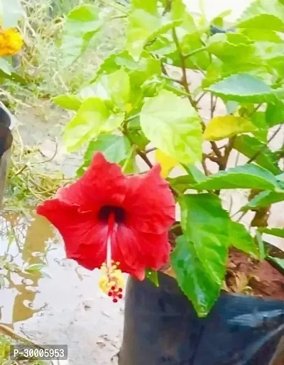 Fulmala Nursery Hibiscus Plant-thumb0