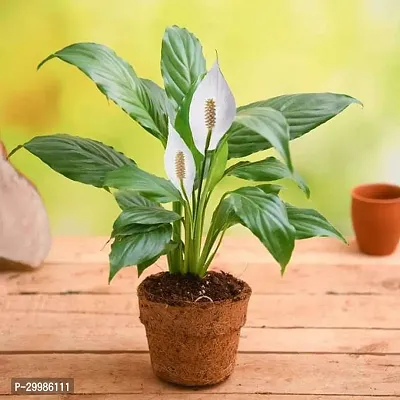 Stunning Peace Lily Plant for Home Office Spaces Natural Air Purifying Flower-thumb0