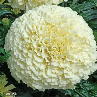 Fulmala Nursery Hybrid Marigold Plant[FM1097]