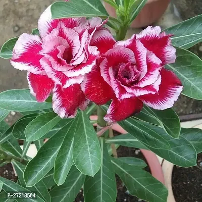 Fulama Nursery HybridAdenium Plant[FM1923]