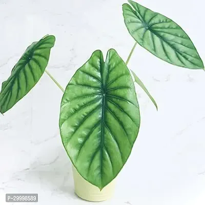 Fulmala Nursery Alocasia Plant