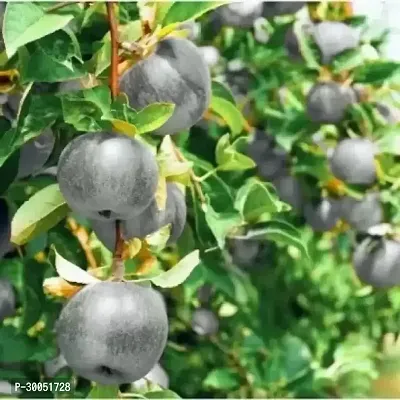 Fulmala Nursery Apple Plant