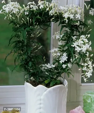 Fulmala Nursery Night Bloom Jasmine Plant-thumb0