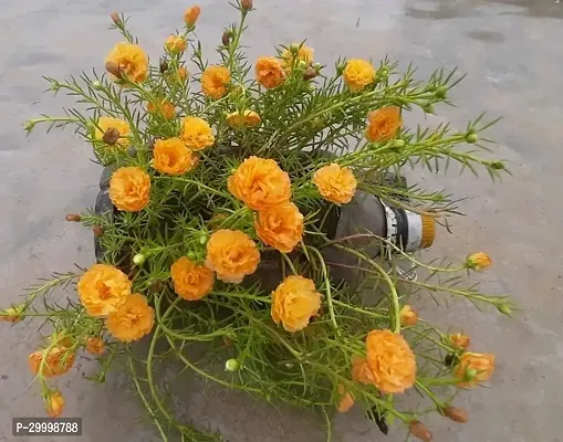 Fulmala Nursery Portulaca Plant