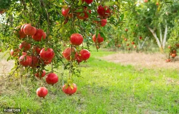 Fulmala Nursery Pomegranate Plant-thumb0