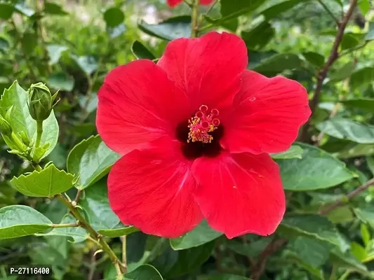 Fulmala Nursery Hybrid Hibiscus Plant[FM1066]