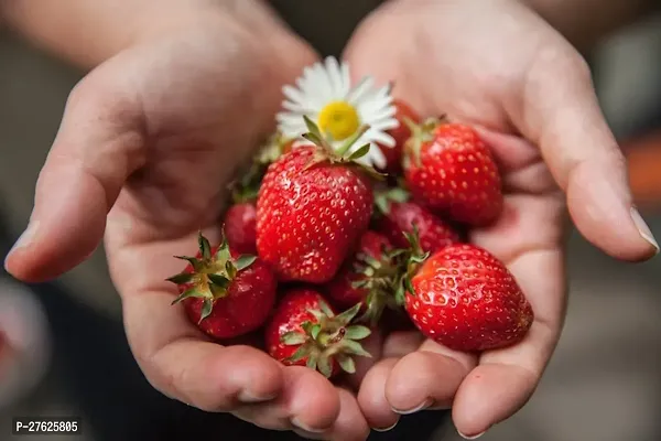 Fulmala NurseryStrawberry Plant[DF0560]-thumb0