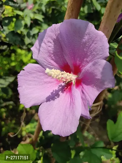 Fulmala Nursery Hybrid Hibiscus Plant[FM1297]