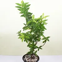 Fulama Nursery HybridGuava Plant[FM1951]-thumb1