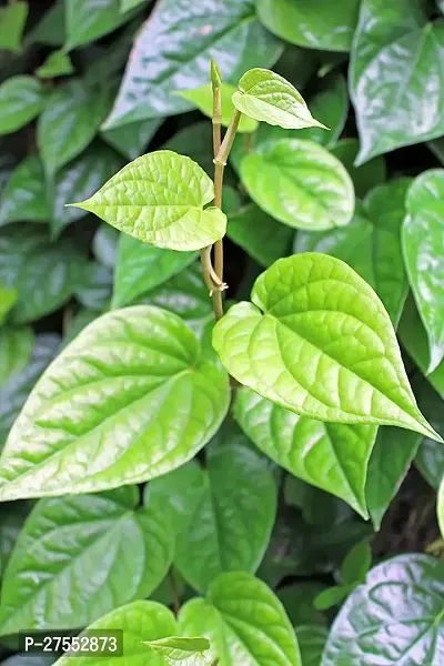 Fulmala NurseryBetel Leaf Plant[FM2666]