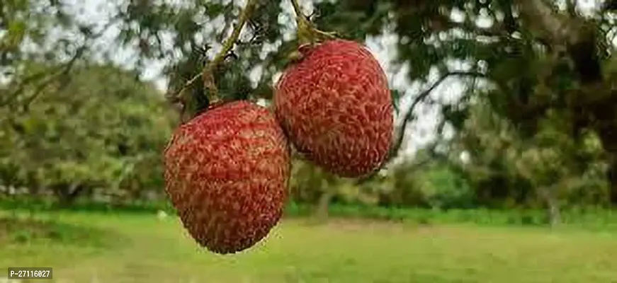 Fulmala Nursery Hybrid Litchi Plant[FM704]-thumb0