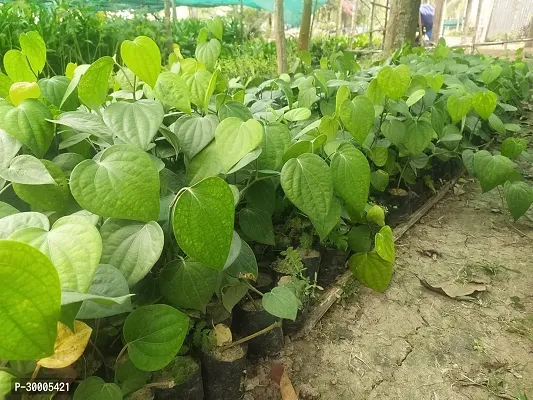 Fulmala Nursery Black Pepper Plant