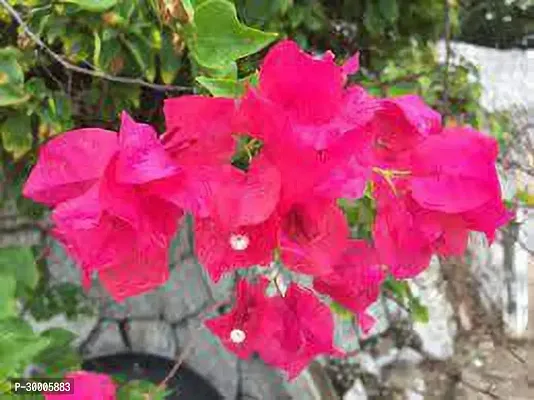 Fulmala Nursery Bougainvillea Plant-thumb0