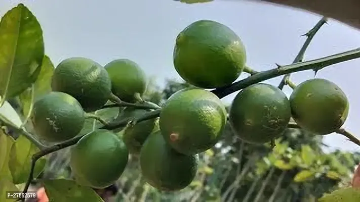Fulmala Nursery Hybrid Lemon Plant[DF39]-thumb0
