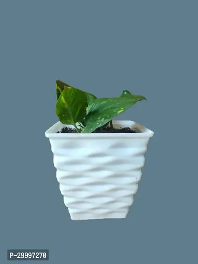 Fulmala Nursery Pothos Plant-thumb0