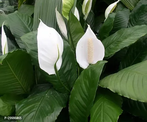 Elegant Peace Lily Flower Plant for Indoor Air Purifying Houseplant with White Flowers Glossy Green Leaves Ideal for Home Office Decor Low Maintenance in Decorative Pot-thumb0