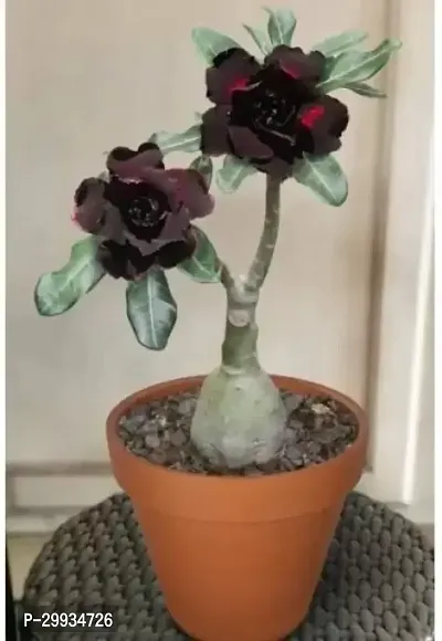 Adenium Desert Rose for Container Gardening-thumb0