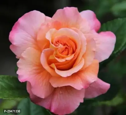 Natural Rose Plant-thumb0