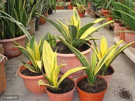 Fulmala Nursery  Snake Plant-thumb0