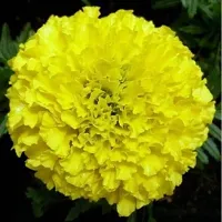 Fulmala NurseryMarigold Plant[FM2831]-thumb1