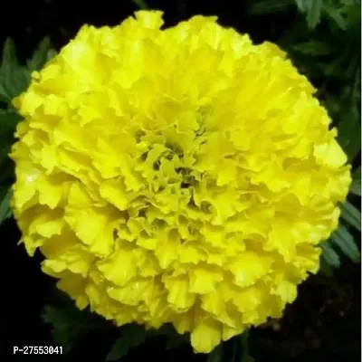 Fulmala NurseryMarigold Plant[FM2831]-thumb2