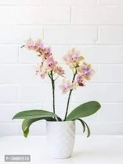 Fulmala Nursery Orchid Plant