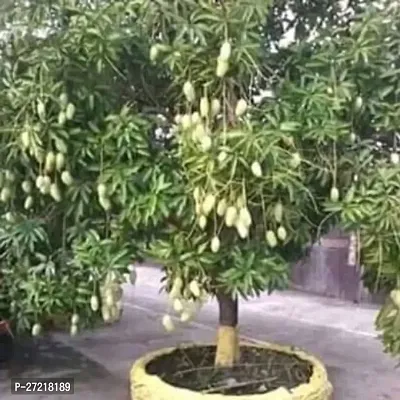 Fulama Nursery HybridMango Plant[FM1609]