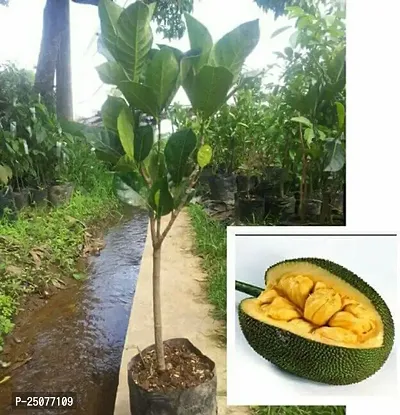 Jack Fruit Plant Esey To Grow No Nead To Extra Care Hybrid Plant For Yor Garden And your Home-thumb0
