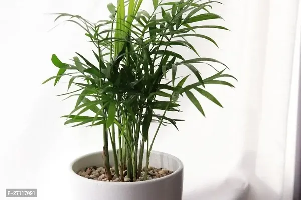 Fulmala Nursery Hybrid Areca Palm[FM1238]