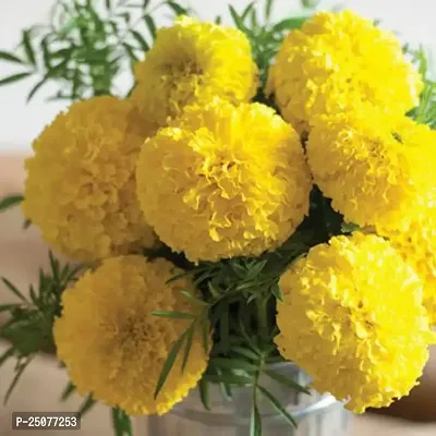 Marigold Plant Esey To Grow No Nead To Extra Care Hybrid Plant For Yor Garden And your Home-thumb0