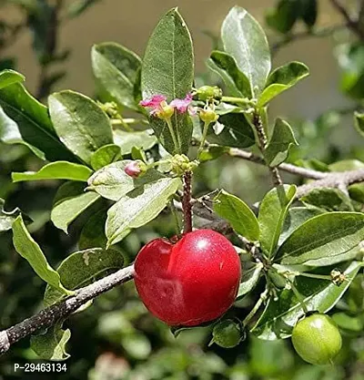 Cherry Fruit Plant For Home Decoration-thumb0