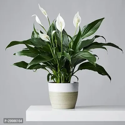 Beautiful Peace Lily Flower Plant for Home Office Low Maintenance-thumb0