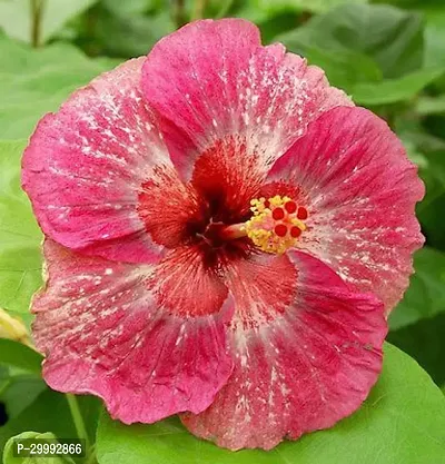 Fulmala Nursery  Hibiscus Plant-thumb0