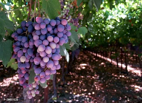 Fulmala Nursery Grapes Plant