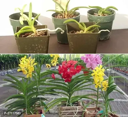 Fulmala Nursery Hybrid Lily Plant[FM1580]