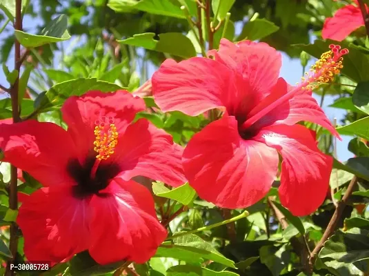 Fulmala Nursery Hibiscus Plant-thumb0